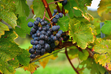 Blaue Weintrauben am Rebstock