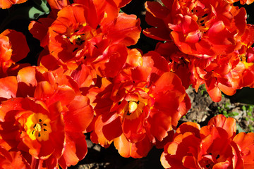 Beautiful bouquet of tulips nature background.