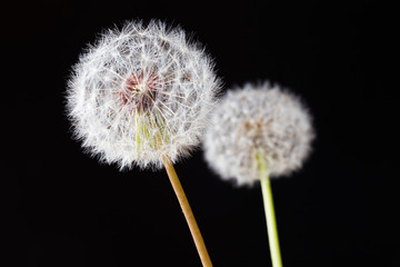 Dandelion clock, close-up, macro - Image .