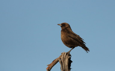 Ant-eating Chat male, Myrmecocichla formicivora, perched on a broken branch with a blue sky background.