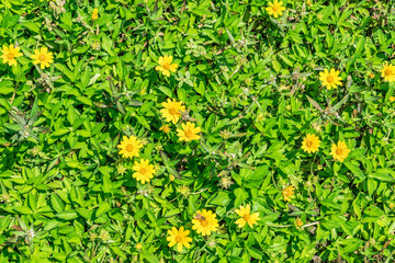 Yellow wild flower field background.