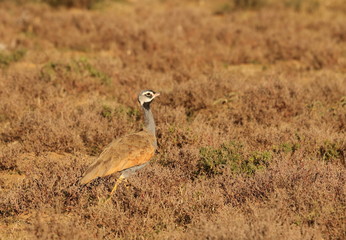 Male Blue Korhaan strutting through natural habitat in the dry arid Karoo of South Africa.
