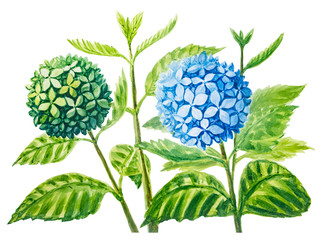 Hydrangea painting with watercolor on white background and object clipping path.