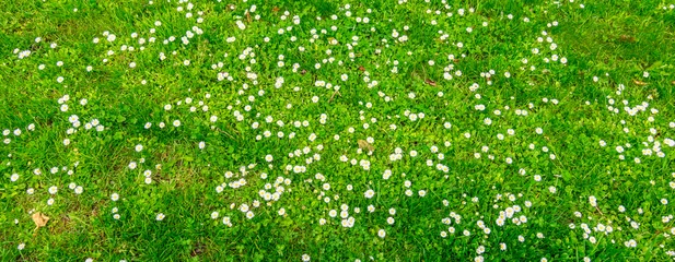 Zelfklevend Fotobehang Wijdverbreide bloeiende madeliefje veld achtergrond. © Nancy Pauwels