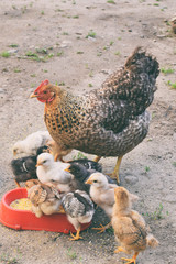 Mother chicken with its baby chicks on outdoors. Ginger hen walks with newborn chickens.