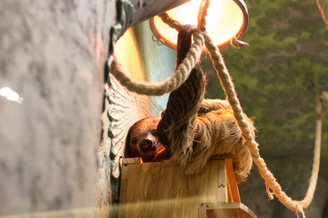Sloth warms under a lamp in the zoo