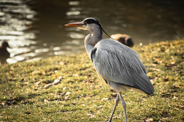 beautiful portrait of heron isolated