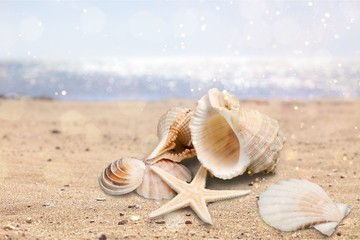 Seashell on sandy seacoast. Travel concept
