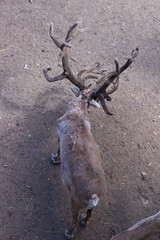 Deer with big horns in the zoo