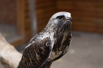 Bird of prey in a cage at the zoo