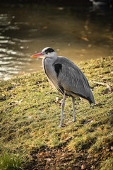 beautiful portrait of heron isolated