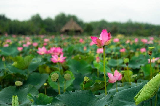 Beauty fresh pink lotus in middle pond, the background is leaf, bud, lotus and lotus filed. peace scene in Mekong delta, Vietnam. High quality stock image. Countryside.