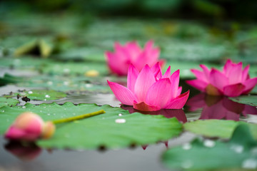 Beauty fresh pink lotus in middle pond, the background is leaf, bud, lotus and lotus filed. peace scene in Mekong delta, Vietnam. High quality stock image. Countryside.