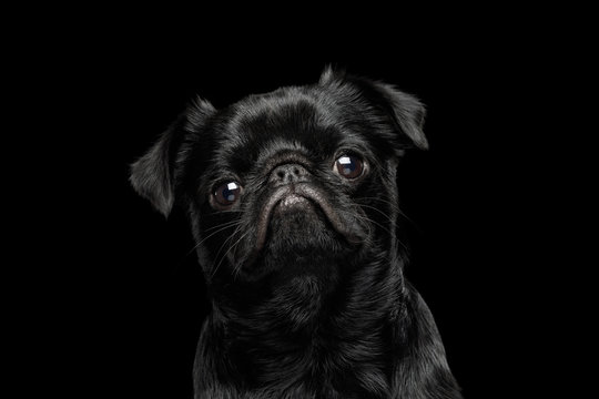 Portrait of petit brabanson dog looks sad on isolated black background, profile view