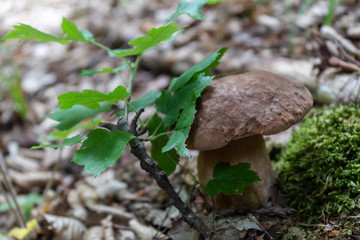 Boletus Mushroom With Oak Branch Closeup