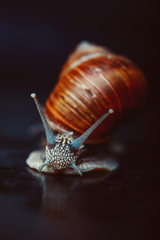 big snails crawling one on one in the studio