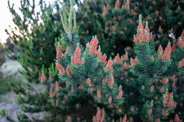 blooming pine tree