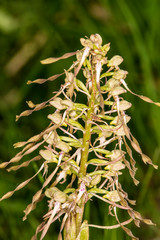 German wild orchid, Lizard orchid
