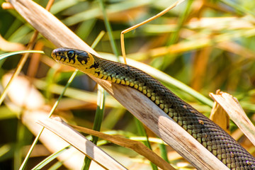European grass snake in a moor lake in Poland