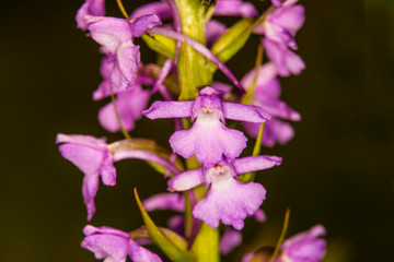 Gymnadenia orchid on a meadow in Germany