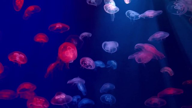 jellyfish in an aquarium. underwater wildlife
