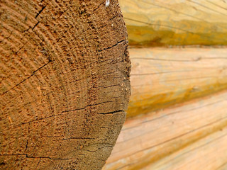Cut of a tree against of wooden wall