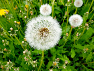 White dandelion in the grass