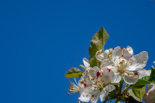 Apflebl&uuml;te Hintergrund