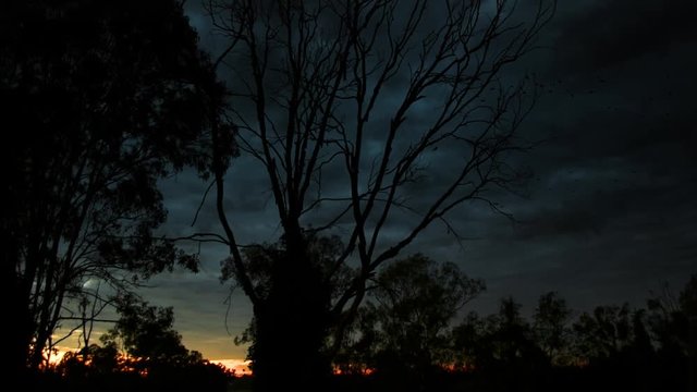 Dark, moody and eeire shot, with silhouetted trees at sunrise, as crows circle under heavy cloud cover