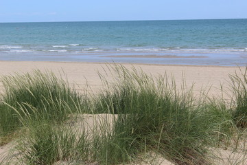 Strandhafer am Sandstrand mit Meer im Hintergrund