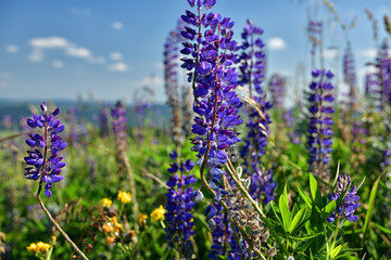 Blaue Lupinen