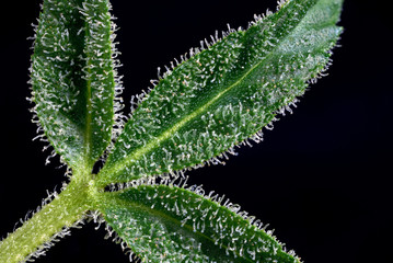 trichomes macro. cannabis indica leaf close up