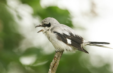 A magnificent rare Great Grey Shrike, Lanius excubitor, perching on the tip of a branch, with its beak open. It is looking around for food to capture and eat.
