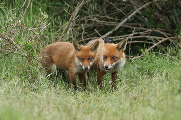 Naklejka na ściany i meble A cute wild Red Fox cub, Vulpes vulpes, standing in the long grass next to the vixen.