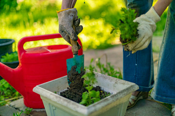 middle aged woman working with soil pot with sprouts planted in it at the backyard houses