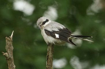 A magnificent rare Great Grey Shrike, Lanius excubitor, perching on the tip of a branch on a dark, windy, rainy day. It is looking around for food to capture and eat.