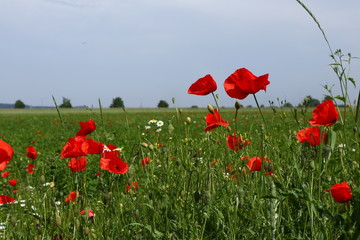 Feld von Mohnblumen, Klatschmohn