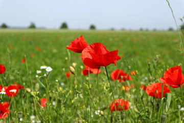 Feld von Mohnblumen, Klatschmohn