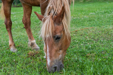 Horse grazes on the field and eats grass