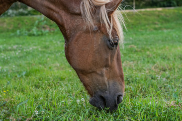Naklejka na ściany i meble Horse grazes on the field and eats grass