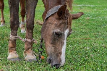 Horse grazes on the field and eats grass