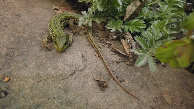 Lizard close up. European green Lacerta viridis on stone and green plant. Small lizard close-up on mountain rock
