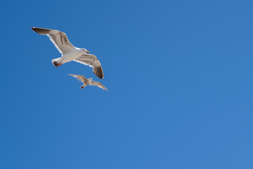 Fototapeta na wymiar Two seagulls flying in the blue sky