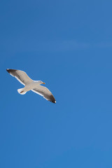 Seagull flying in the blue sky