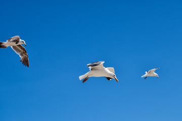 three seagulls fying in the blue sky