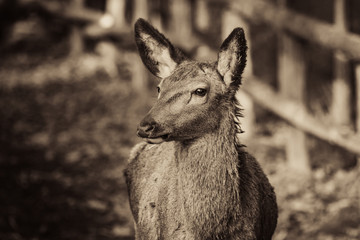 beautiful portrait of deer in forest sunlight