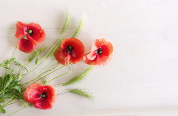 Red poppy flowers isolated on white background. Nature background with copy space.Empty space for your text.