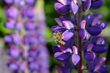 Honigbiene sammelt Nektar und Pollen auf einer Lupinie.