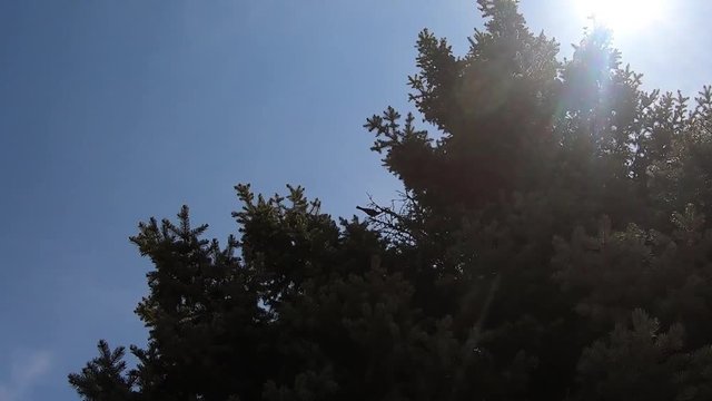 Two small black birds fly out of a huge tree on a sunny day.