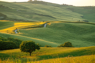 Tuscany landscape at sunrise. Typical for the region tuscan farm